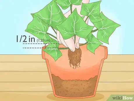 Image titled Grow Ivy in a Pot Step 5