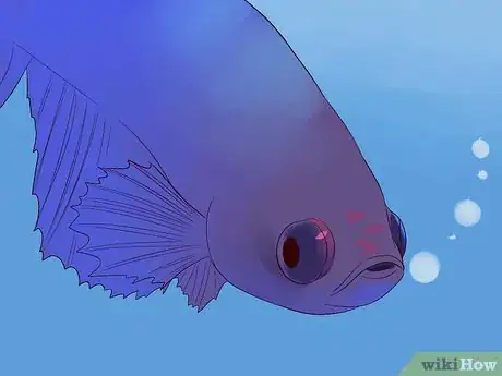 Image titled Tell if a Betta Fish Is Sick Step 25