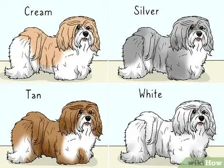 Image titled Identify a Havanese Step 8