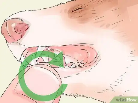 Image titled Clean a Ferret's Teeth Step 3