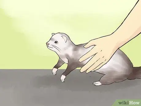 Image titled Pick Up and Carry a Ferret Step 1