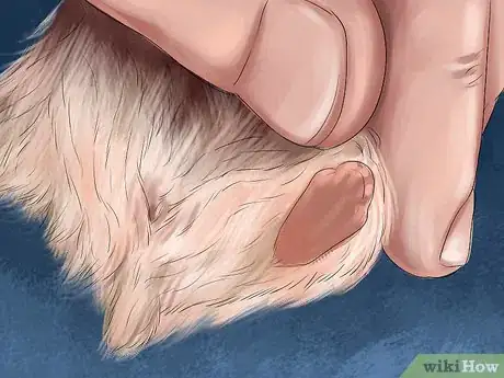 Image titled Determine the Sex of a Dwarf Hamster Step 2
