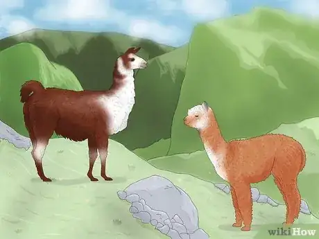 Image titled Llama vs Alpaca Step 10