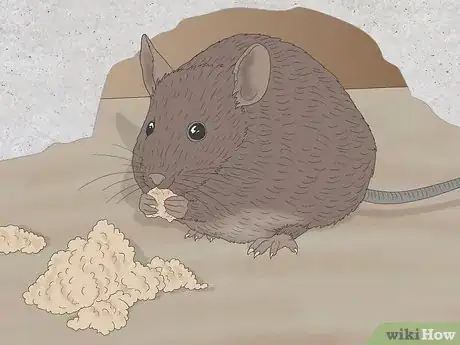 Image titled Field Mouse vs House Mouse Step 5