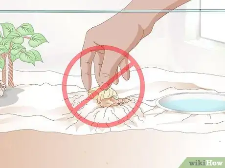 Image titled Take Care of a Molting Hermit Crab Step 8