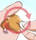 Help a Hamster With Sticky Eye