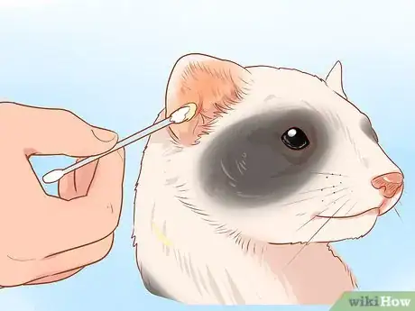 Image titled Clean a Ferret's Ears Step 7