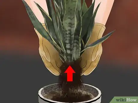 Image titled Transplant a Plant Step 5