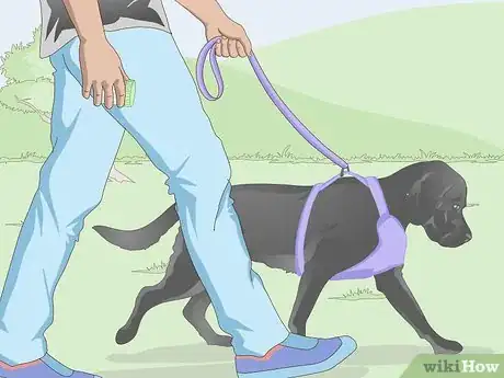 Image titled Get a Urine Sample from a Male Dog Step 4