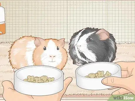 Image titled Avoid Overfeeding Your Guinea Pig Step 2