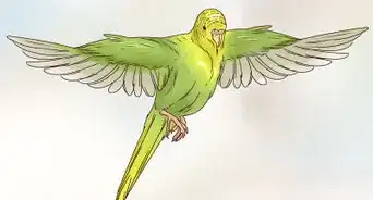 Take Care of a Budgie
