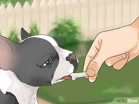 Image titled Train Boston Terriers Step 14