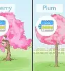 Tell the Difference Between Plum Blossoms and Cherry Blossoms