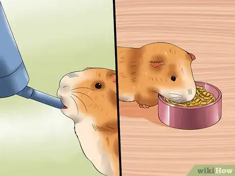 Image titled Walk a Guinea Pig on a Leash Step 10