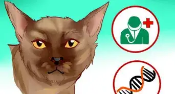 Identify a Burmese Cat