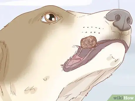 Image titled Shrink Tumors in Dogs Step 14