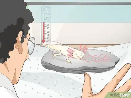 Image titled Set Up an Axolotl Tank Step 12