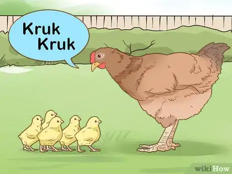 Image titled Talk to Your Chickens Step 1