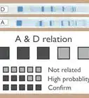 Read Gel Electrophoresis Bands