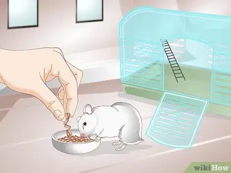 Image titled Clean a Hamster's Teeth Step 1