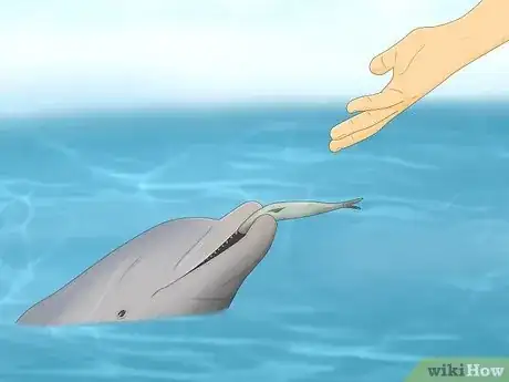 Image titled Why Do Dolphins Follow Boats Step 4