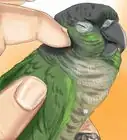 Care for a Conure