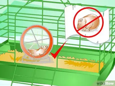 Image titled Know if Your Hamster Is Healthy Step 9