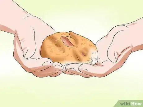 Image titled Prepare for Baby Bunnies Step 13