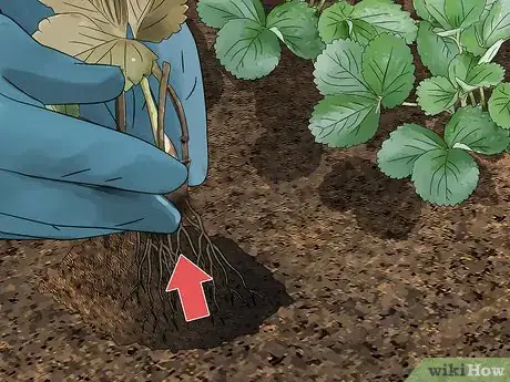 Image titled Fix Root Rot Step 16