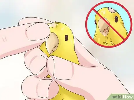 Image titled Choose a Canary Step 12