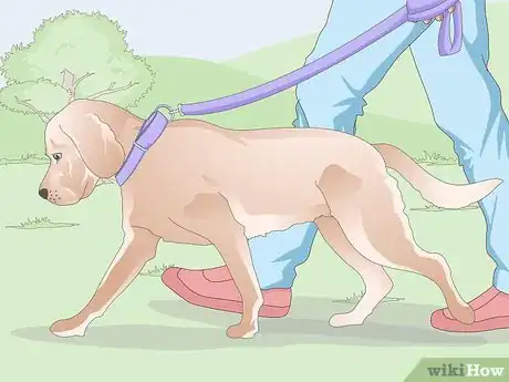 Image titled Get a Urine Sample from a Female Dog Step 3