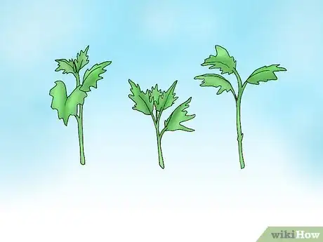 Image titled Root Chrysanthemum Cuttings Step 1