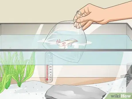 Image titled Set Up an Axolotl Tank Step 10