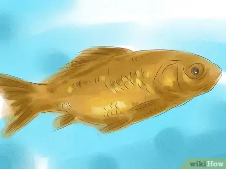 Image titled Tell if Your Goldfish Is a Male or Female Step 4