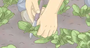 Plant Lettuce