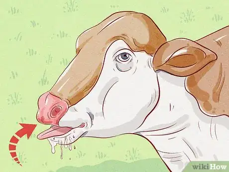 Image titled Treat and Prevent Bloat in Cattle Step 5