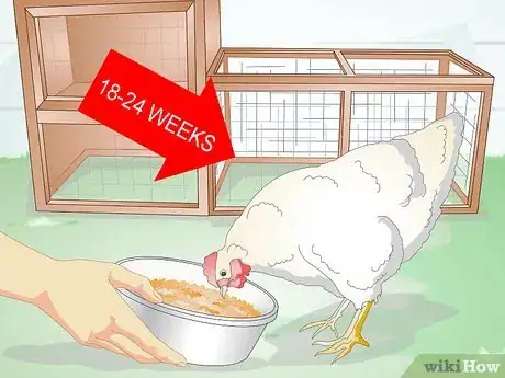 Image titled Feed Laying Hens Step 1