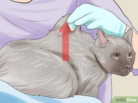 Image titled Give Subcutaneous Fluids to a Cat Step 9