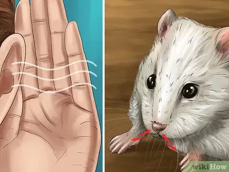 Image titled Diagnose Hamster Respiratory Illnesses Step 2