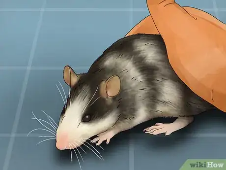 Image titled Get a Pet Rat Step 6