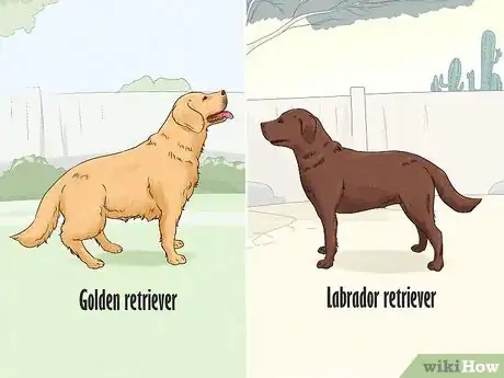 Image titled Identify a Golden Retriever Step 14