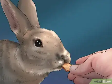 Image titled Get Your Bunny Used to You Step 7
