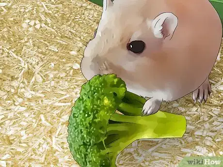 Image titled Feed a Gerbil Step 7
