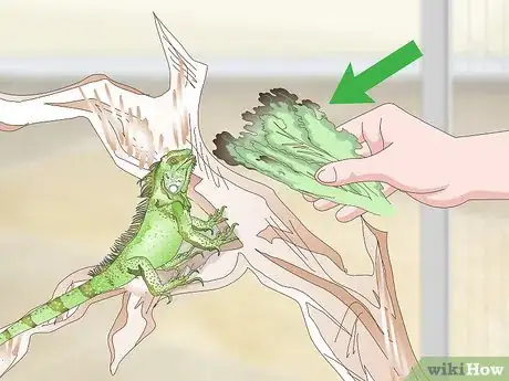 Image titled Care for an Iguana Step 10