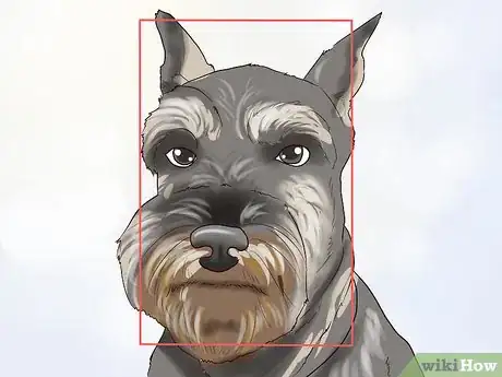 Image titled Identify a Miniature Schnauzer Step 2