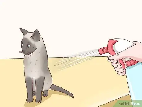 Image titled Decide if a Siamese Cat Is Right for You Step 5