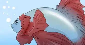 Determine the Sex of a Betta Fish