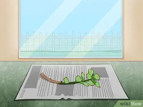 Image titled Propagate Succulent Plant Cuttings Step 8