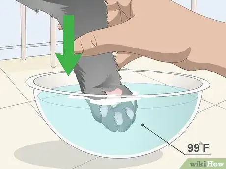 Image titled Clean Your Cat's Feet Step 2