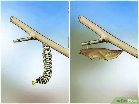 Image titled Keep Wild Caterpillars As Pets Step 11